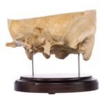 Real Human Partial Skull on Stand – 286 g