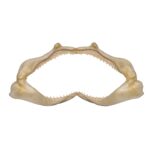 Real Silky Shark Jaw (7.1″)