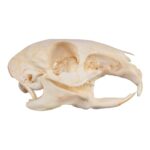 Real Patagonian Cavy Skeleton – Disarticulated