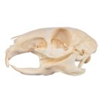 Real Patagonian Cavy Skeleton – Disarticulated