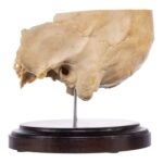 Real Human Partial Skull on Stand – 286 g