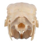 Real Patagonian Cavy Skeleton – Disarticulated