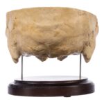 Real Human Partial Skull on Stand – 286 g