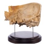 Real Human Partial Skull on Stand – 274 g
