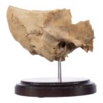 Real Human Partial Skull on Stand – 274 g