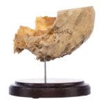 Real Human Partial Skull on Stand – 274 g