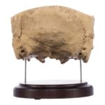 Real Human Partial Skull on Stand – 274 g