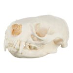 Real River Otter Skeleton – Disarticulated