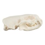 Real River Otter Skeleton – Disarticulated