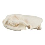 Real River Otter Skeleton – Disarticulated