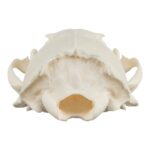 Real River Otter Skeleton – Disarticulated