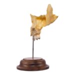 Real Human Maxillary Bone on Stand