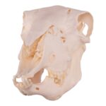 Real Domestic Sheep Skull – Pathology