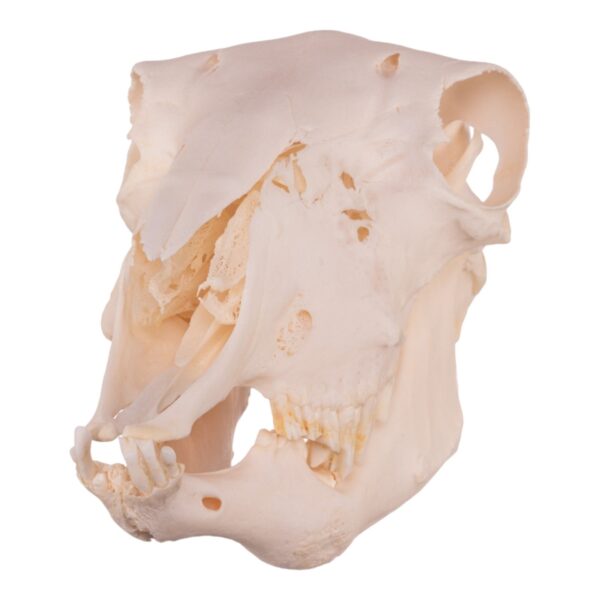 Real Domestic Sheep Skull – Pathology