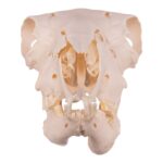 Real Domestic Sheep Skull – Pathology