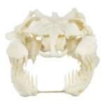 Replica Anaconda Skull