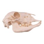 Real Domestic Sheep Skull – Pathology