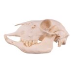 Real Domestic Sheep Skull – Pathology