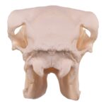 Real Domestic Sheep Skull – Pathology