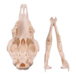 Real Domestic Sheep Skull – Pathology