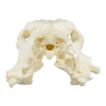 Replica Anaconda Skull