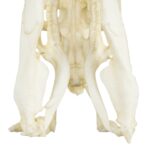 Replica Anaconda Skull