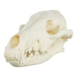 Replica Coyote Skull – Economy