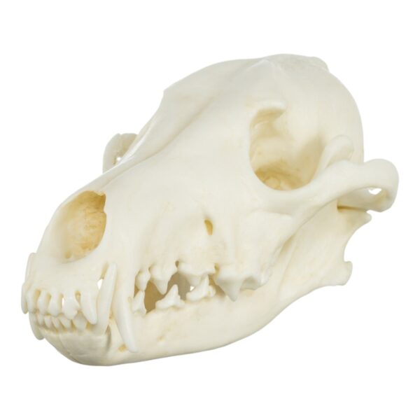 Replica Coyote Skull – Economy