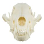 Replica Coyote Skull – Economy