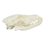 Replica Coyote Skull – Economy
