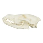 Replica Coyote Skull – Economy