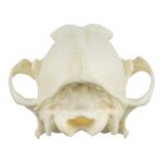 Replica Coyote Skull – Economy