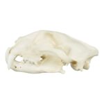 Replica African Leopard Skull