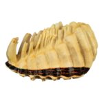 Replica African Elephant Tooth – 4 lb