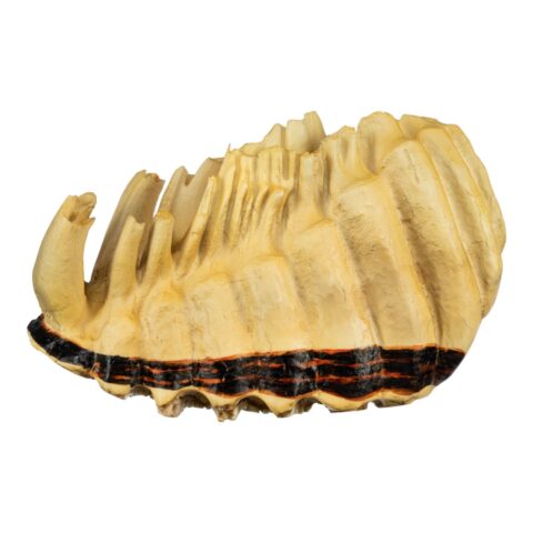 Replica African Elephant Tooth - 4 lb