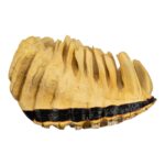 Replica African Elephant Tooth – 4 lb