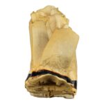 Replica African Elephant Tooth – 4 lb