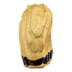 Replica African Elephant Tooth – 4 lb