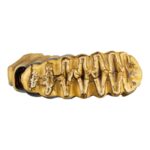 Replica African Elephant Tooth – 4 lb