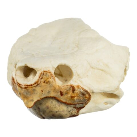 Replica Alligator Snapping Turtle Skull