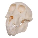 Real Chacma Baboon Skull – Adolescent Female