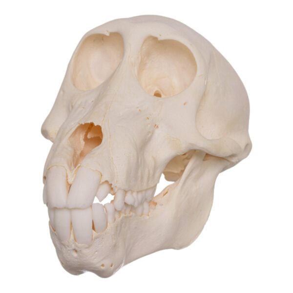 Real Chacma Baboon Skull – Adolescent Female