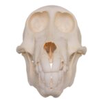 Real Chacma Baboon Skull – Adolescent Female