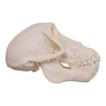 Real Chacma Baboon Skull – Adolescent Female