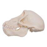 Real Chacma Baboon Skull – Adolescent Female