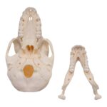 Real Chacma Baboon Skull – Adolescent Female