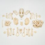 Real River Otter Skeleton – Disarticulated