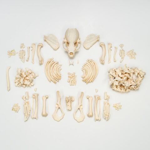 Real River Otter Skeleton - Disarticulated