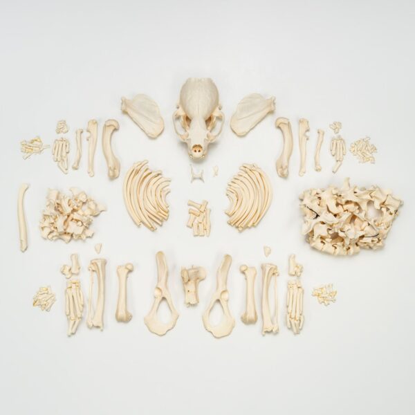 Real River Otter Skeleton – Disarticulated