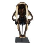 Replica Sabertooth Cat Skull
